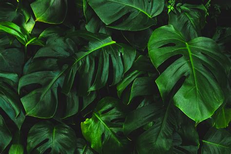 [100+] Monstera Wallpapers | Wallpapers.com