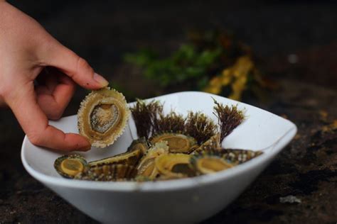 Common Limpet - Facts, Habitat, Diet, Conservation, & More - American ...