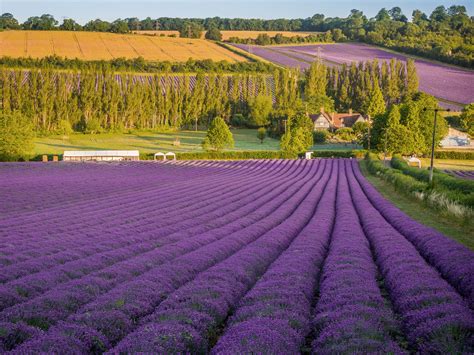 Lavender field - craibas.al.gov.br