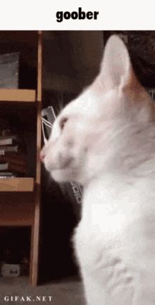 Goober Kitty GIF - Goober Kitty Crazy Cat - Discover & Share GIFs