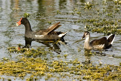 male and female common moorhen | Flickr - Photo Sharing!