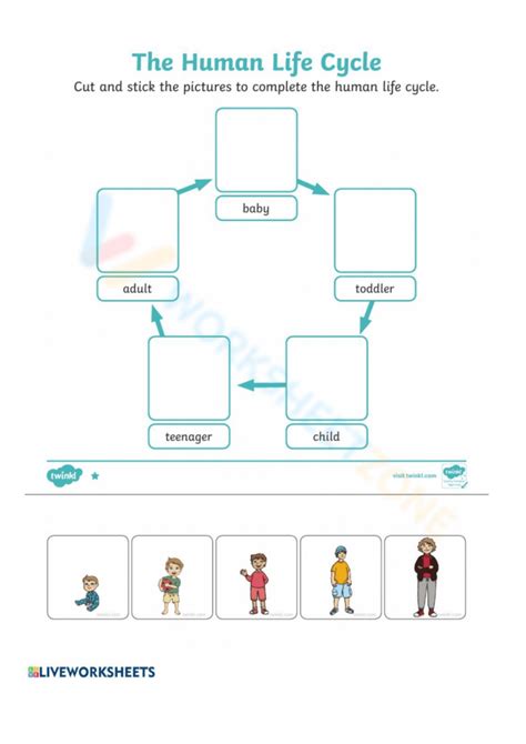 The Human Life Cycle Worksheet