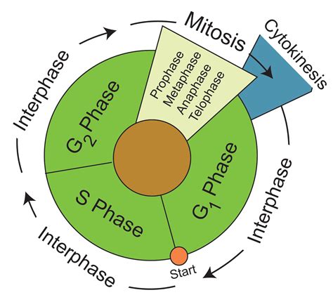 Mitosis Stages Diagram