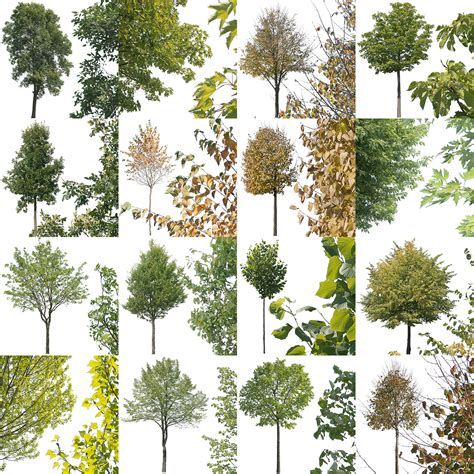 16 miscellaneous Cutout Trees – Free Design Resources