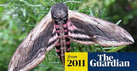 New atlas catalogues UK's large moth species | Insects | The Guardian