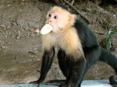 Monkey eating Banana | Funny