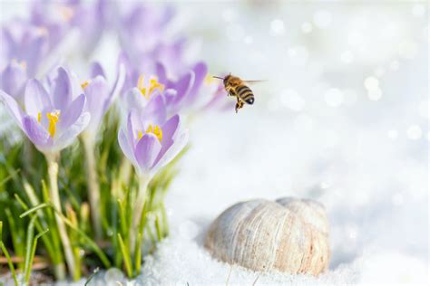 Which Bugs are Most Active in Winter, and Where Do They All Go? – Bug ...