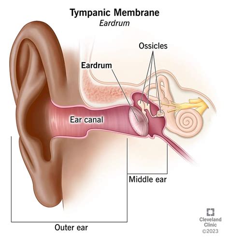 Tympanic Membrane (Eardrum): Function & Anatomy