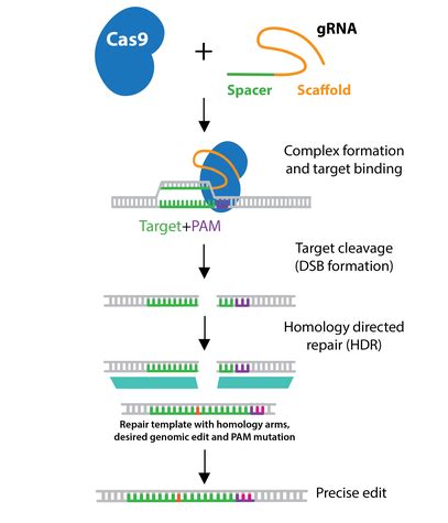 Addgene: CRISPR Guide