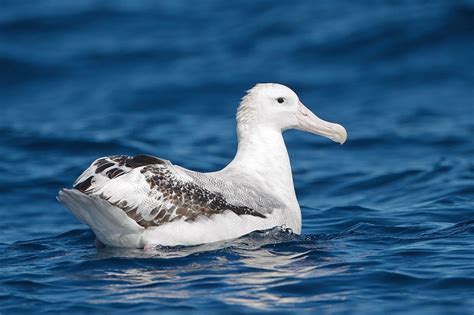 Wandering Albatross Facts, Lifespan, Predators, Pictures