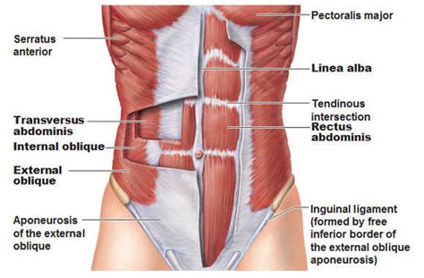 Meet Your Muscles: Abdominal Muscles Anatomy • Bodybuilding Wizard