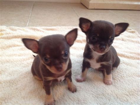 Brown Chihuahua Puppies | PETSIDI