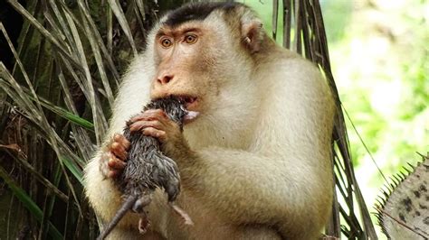 Greedy killer monkeys found eating large rats in Malaysia, leaving ...