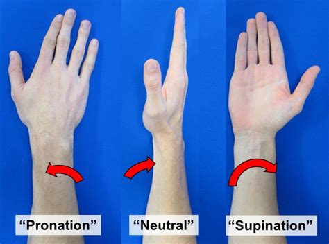 Pronation And Supination Of The Pronation And Supination Of, 40% OFF