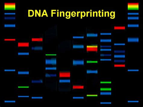 DNA Fingerprinting: Principles and Techniques of DNA Fingerprinting