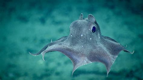 A Deep Dive with the Dumbo Octopus - Ocean Conservancy