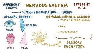 Afferent and Efferent Neurons: What Are They, Structure, and More | Osmosis