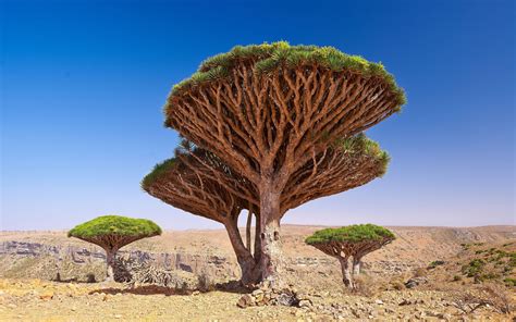 Download wallpapers Dragon Blood Tree, Dracaena cinnabari, Socotra ...