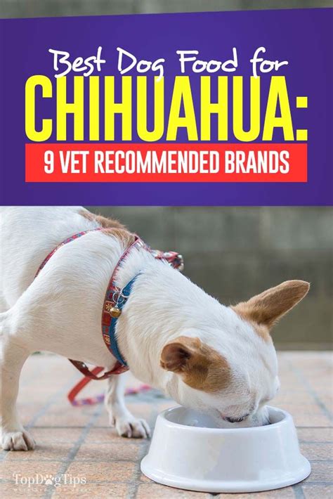 9 Vet Recommended Foods for Chihuahuas | Best dry dog food, Best puppy ...