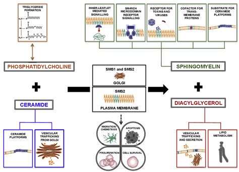 What Is Sphingomyelin? - Creative Proteomics Blog