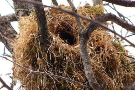 What Do Squirrel Nests Look Like & How Do They Build Them?