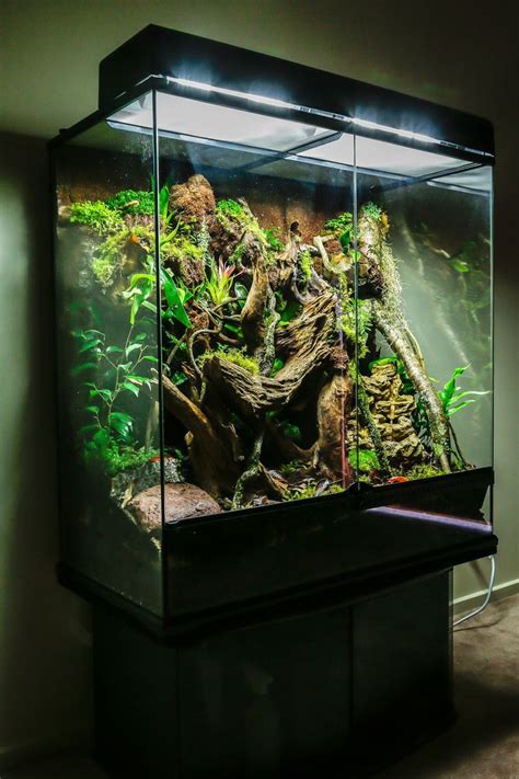 Rainforest Vivarium | Gecko vivarium, Frog terrarium, Dart frog terrarium