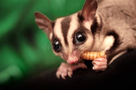 Sugar Glider (Petaurus Breviceps) Eats Larva Royalty Free Stock Photo ...