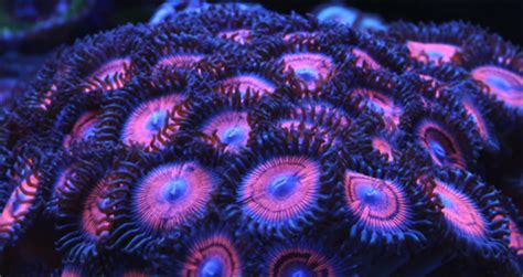 Zoanthid and Palythoa: Coral Care Tips, Paly Toxin and Fragging ...