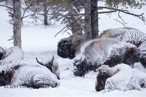 Bison in deep snow trail | Cindy Goeddel Photography