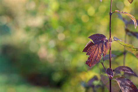 Beautiful red autumn leaves - Photo #8752 - motosha | Free Stock Photos