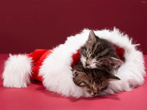 Christmas Kittens. - Cats Wallpaper (36711904) - Fanpop