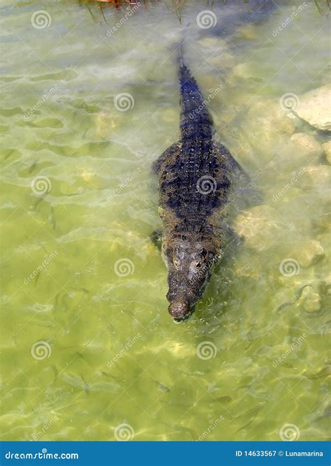 Crocodile Cayman in Lake Central America Stock Image - Image of central ...