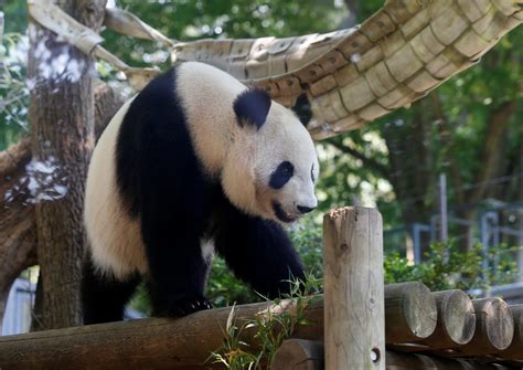 Japan zoo celebrates rare panda birth – the first in five years