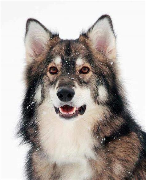 Utonagan Dog Breed » Information, Pictures, & More