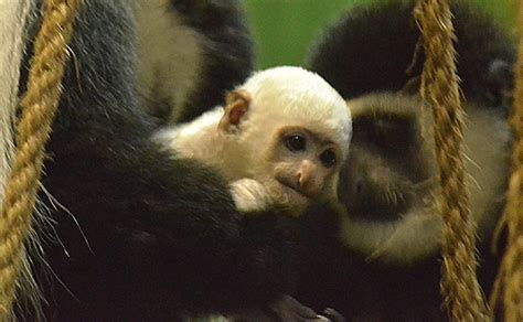 Third Colobus Monkey Baby Born | The Maryland Zoo