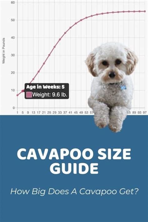 Cavapoo Size Chart With 12,500+ Cavapoo Weight Data Points