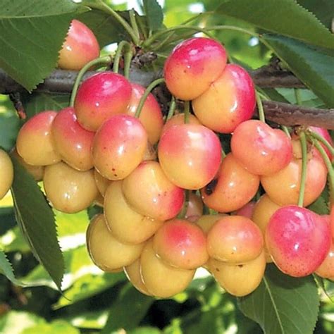 Rainier Cherry | C&J Gardening Center