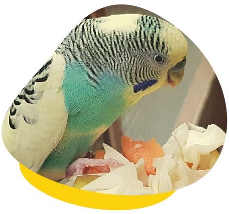 How to Properly Care for Pet Budgies - Unusual Pet Vets