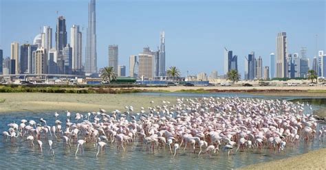 Ras Al Khor Wildlife Sanctuary - A Birdwatchers Paradise