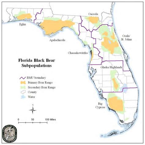 Florida black bear – Bear Conservation