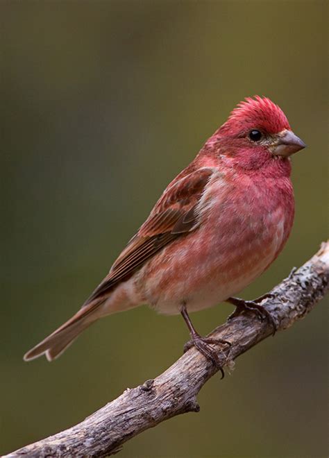 Show Me A Picture Of A Purple Finch - PictureMeta