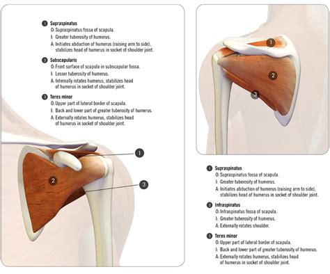 Shoulder Kinematics in Yoga