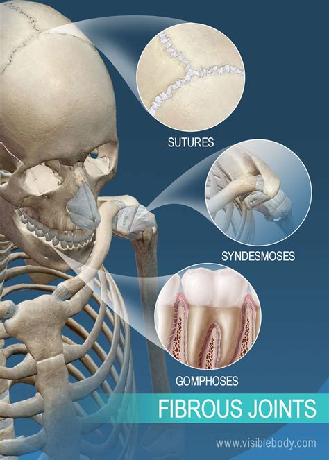 Fogar och ligament | Lär dig skelettanatomi | Mont Blanc