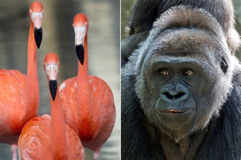 Bronx Zoo’s adorable animals ready for their close-up