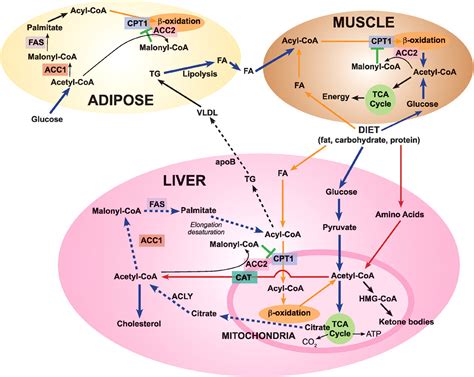 Fatty acid metabolism: target for metabolic syndrome - Journal of Lipid ...