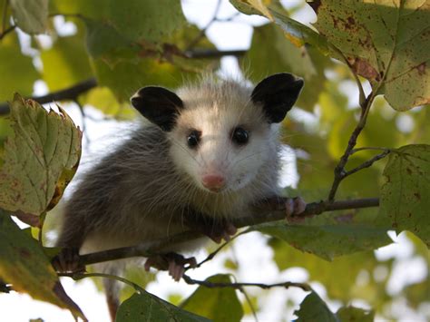 Opossum Facts: Removal & Control of Opossums - PestWorld