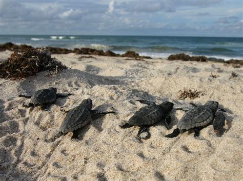 Loggerhead sea turtle hatchlings crawl to sea | Photo credit… | Flickr