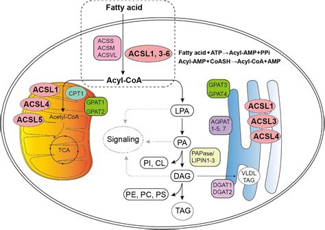 Acetyl Coa Metabolism