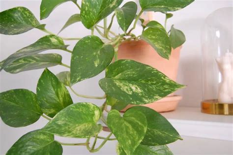 A Guide to Variegated Pothos: Care and 13 Types to Grow