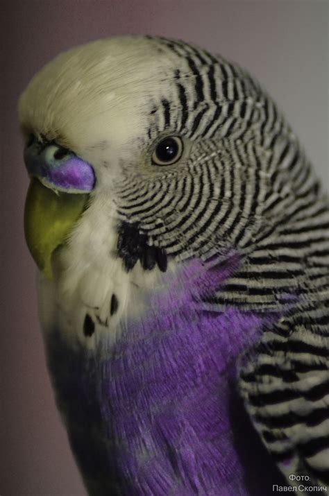 Purple parrot =О | Pretty birds, Pet birds, Parakeet